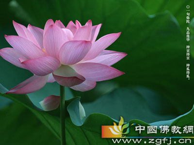 佛教-被国王女儿迷住的青年 佛教-被国王女儿迷住的青年