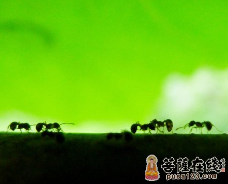 蚂蚁搬家-蚂蚁搬家 父亲也开始念佛了 蚂蚁搬家-蚂蚁搬家 父亲也开始念佛了