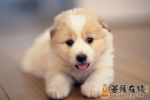 狗-一念贪恋投胎小狗 狗-一念贪恋投胎小狗