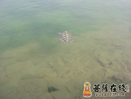 小白龟报恩