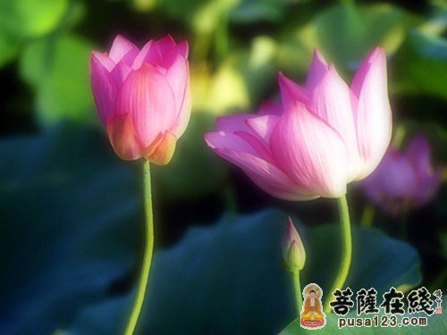 佛教-因果之米从哪里来 佛教-因果之米从哪里来