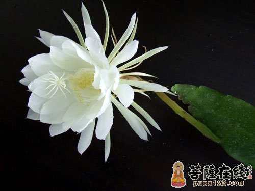 佛教-夜静花香 佛教-夜静花香