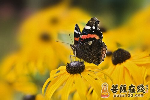 佛教-莫让生命在攀比中倍受煎熬 佛教-莫让生命在攀比中倍受煎熬