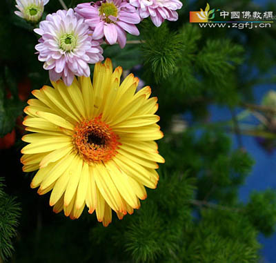 花-别忘了给自己的心灵种一朵花 (图文) 花-别忘了给自己的心灵种一朵花 (图文)