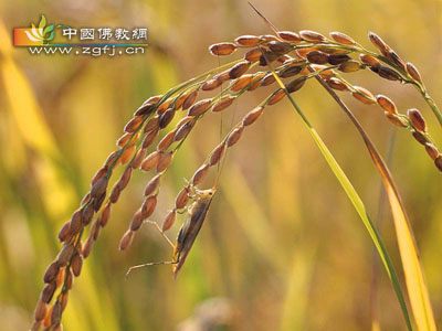 须菩提-阿难说:施舍的福德(图文) 须菩提-阿难说:施舍的福德(图文)