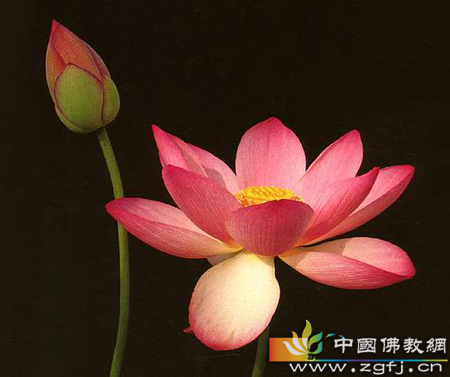 惭愧也是德行(图文) 惭愧也是德行(图文)