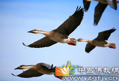 大雁忠臣 大雁忠臣