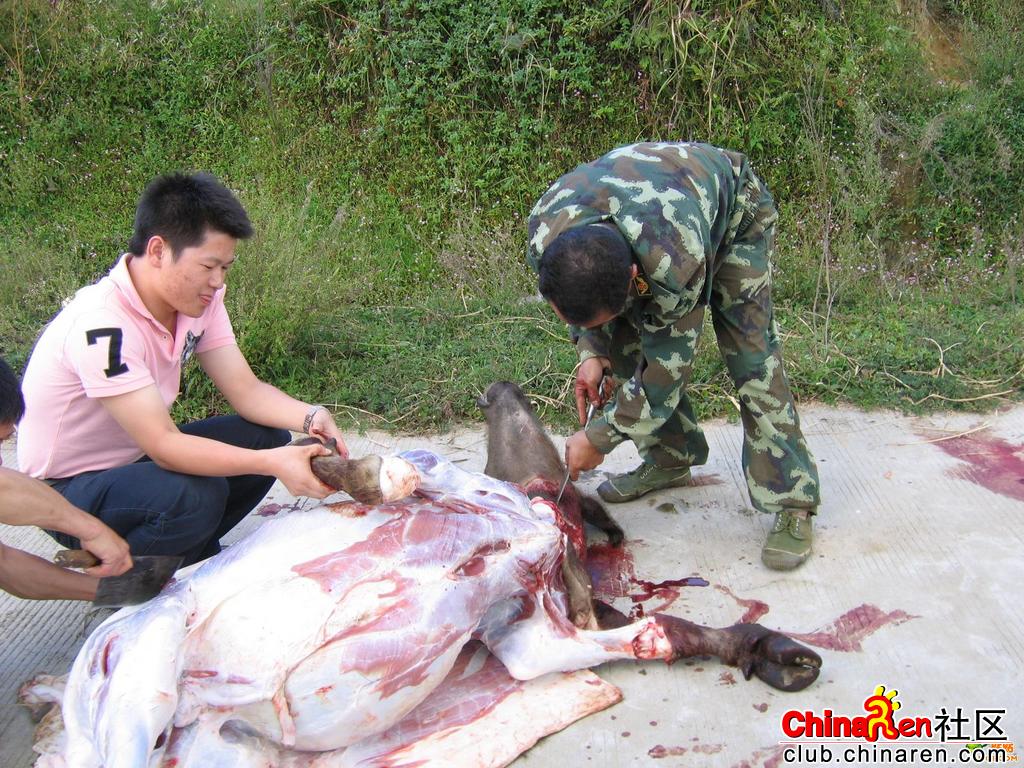 杀牛罪重(附:残忍的杀牛图片) 杀牛罪重(附:残忍的杀牛图片)
