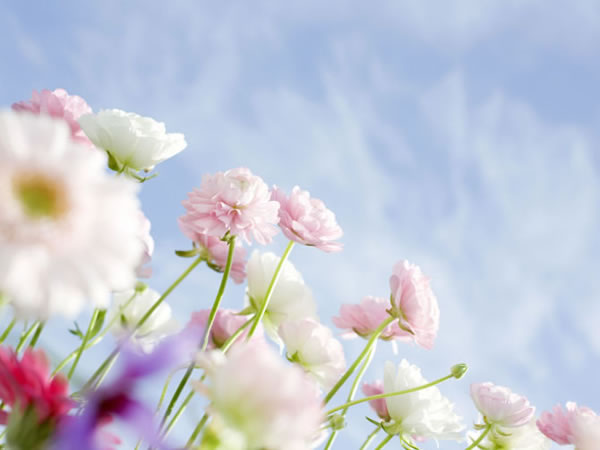 别忘了给自己的心里种些花 别忘了给自己的心里种些花