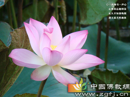 禅定-两世为僧 禅定-两世为僧