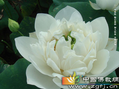 佛经-佛经故事苦空篇 佛经-佛经故事苦空篇
