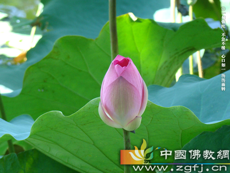 地藏王菩萨-地藏菩萨感应二则 地藏王菩萨-地藏菩萨感应二则