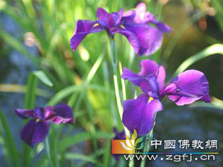 真情测试故事 真情测试故事