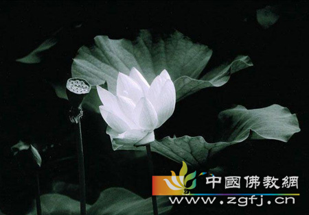 佛教-放低姿态 夜静花香 佛教-放低姿态 夜静花香