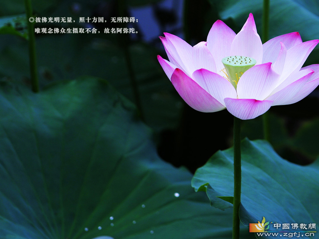 玫瑰玫瑰,是为何? 玫瑰玫瑰,是为何?