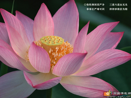 佛教-苦瓜泡过圣水 佛教-苦瓜泡过圣水