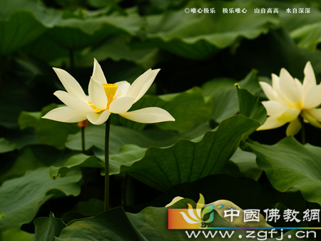 贪小便宜是真贪 贪小便宜是真贪
