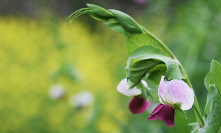 豆蔻-豆蔻花——以花供塔 生降花雨 豆蔻-豆蔻花——以花供塔 生降花雨