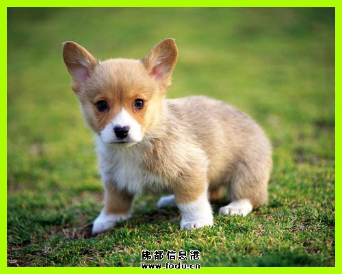 佛教-家里有动物往生做什么仪轨？