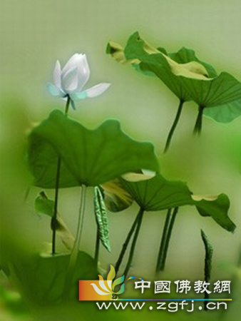 释迦牟尼-以观佛而修止观瑜伽 释迦牟尼-以观佛而修止观瑜伽