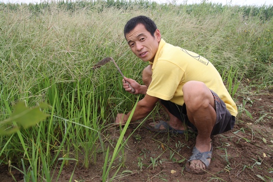 三农-五亩谷子喂麻雀-安金磊 三农-五亩谷子喂麻雀-安金磊