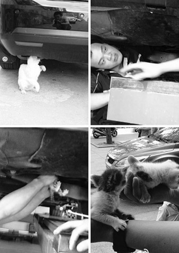 猫-猫妈妈冒死拦车救宝宝 猫-猫妈妈冒死拦车救宝宝
