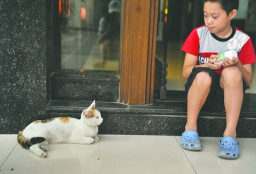 猫-小猫被困门柱 猫妈妈苦守两天 猫-小猫被困门柱 猫妈妈苦守两天
