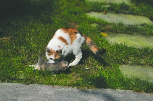 猫-小猫被困门柱 猫妈妈苦守两天 猫-小猫被困门柱 猫妈妈苦守两天