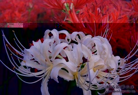 彼岸花-彼岸花的传说 彼岸花-彼岸花的传说
