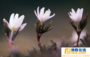 极乐世界-花开见佛悟无生 (宣化上人) 极乐世界-花开见佛悟无生 (宣化上人)