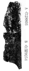 甲骨新綴第162-164組