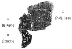 黃類甲骨新綴四組附一組[蔣玉斌]