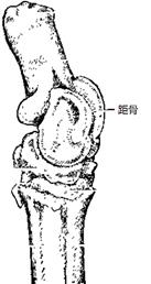 嘎拉哈-劉釗：談新公佈的牛距骨刻辭