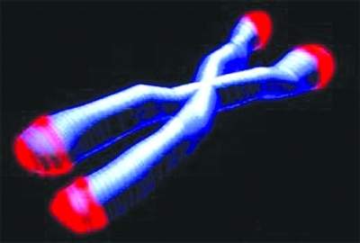 dna-端粒 知道你活多久？