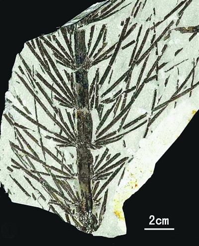 植物-内蒙古发现3亿年前植物庞贝城 火山爆发瞬间封存(图)