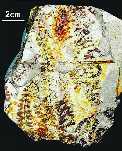 植物-内蒙古发现3亿年前植物庞贝城 火山爆发瞬间封存(图)